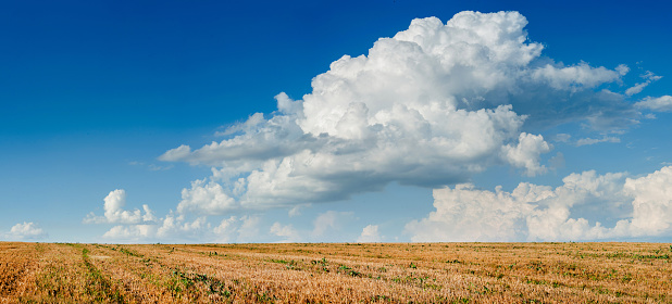 Wheat fields, stubble patterns under a beautiful blue sky with beautiful cumulus clouds on a summer day.