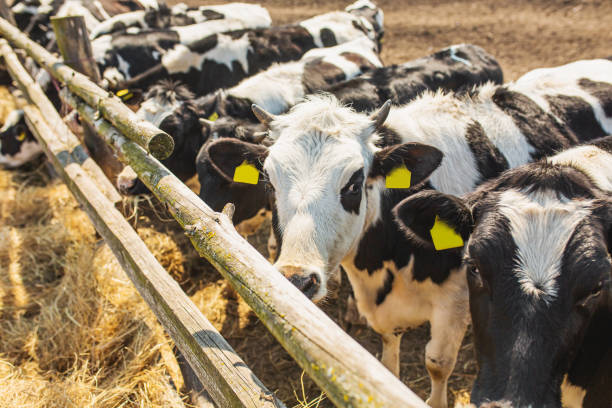 istock Cows on farm. Cattle. Livestock. Dairy cattle 1479043472
