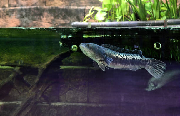 istock Malabar snakehead (Channa diplogramma) in freshwater aquarium 1479043643