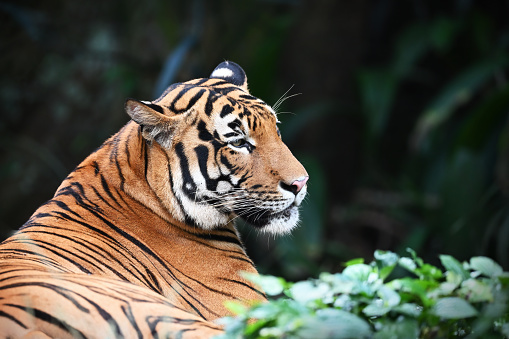 The Sumatran Tiger. They become endangered species, since the population is not more than 500 tigers today.