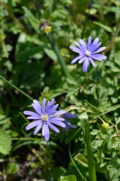 Apennine anemone Apennine anemone blue flowers - Latin name - Anemone apennina anemone apennina stock pictures, royalty-free photos & images