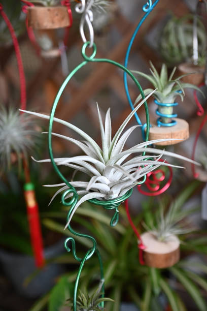 istock Beautiful tillandsia (Air Plants) in the garden, selective focus. 1479044074