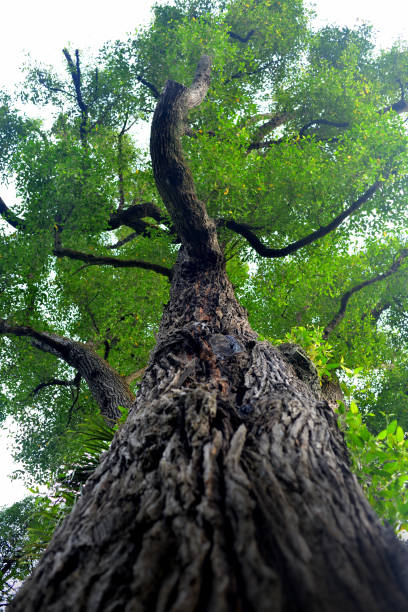 istock Beautiful tree in park on sunny day, selective focus. bottom view. 1479044110