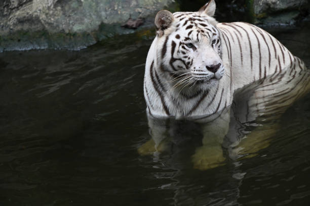 istock White tiger posing in front of camera, selective focus. 1479044180