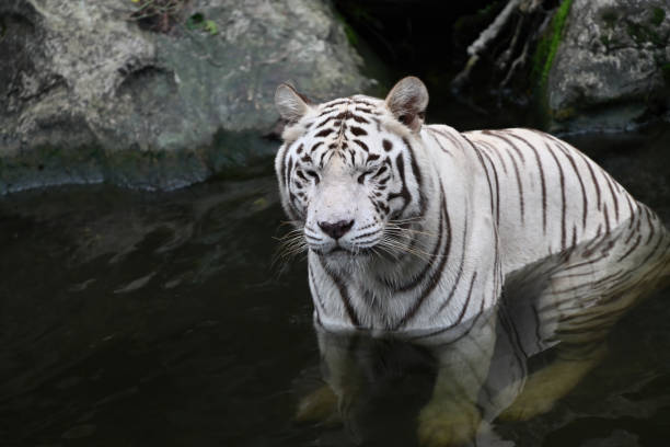 istock White tiger posing in front of camera, selective focus. 1479044185
