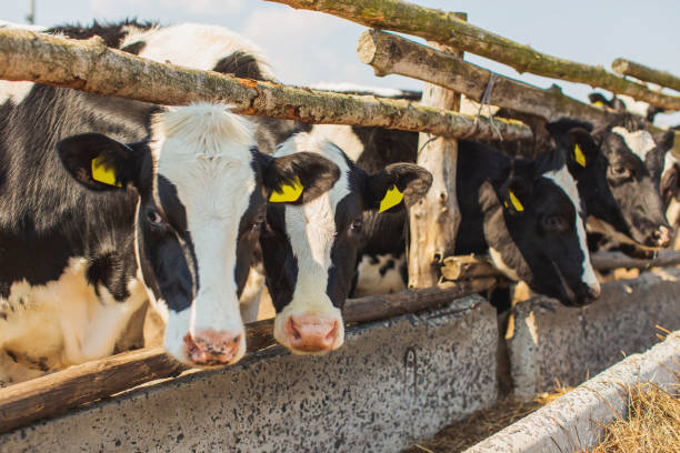 Cows on farm. Cattle. Livestock. Dairy cattle Cattle. Livestock. Domestic cattle cowshed stock pictures, royalty-free photos & images