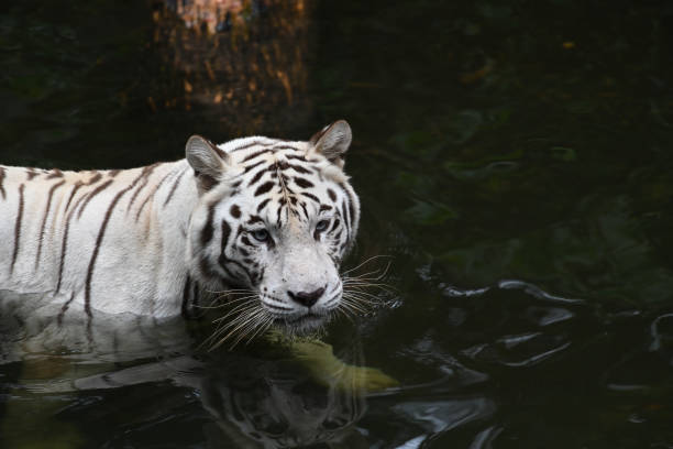 istock White tiger posing in front of camera, selective focus. 1479044203