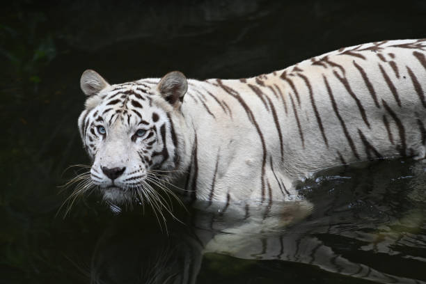 istock White tiger posing in front of camera, selective focus. 1479044222