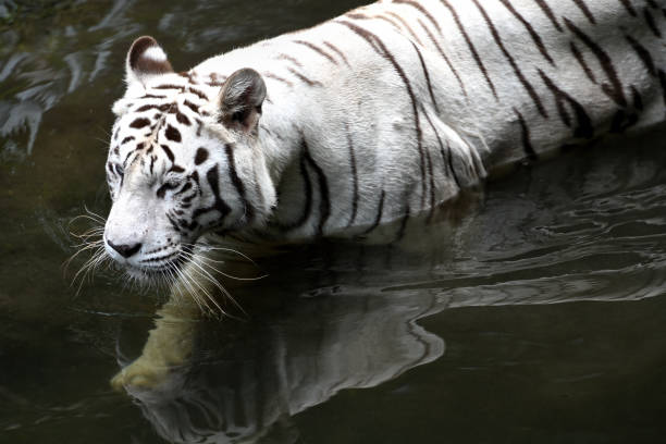 istock White tiger posing in front of camera, selective focus. 1479044233
