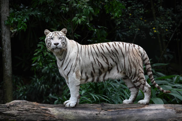 istock White tiger posing in front of camera, selective focus. 1479044239