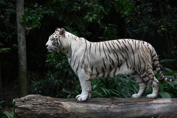istock White tiger posing in front of camera, selective focus. 1479044252