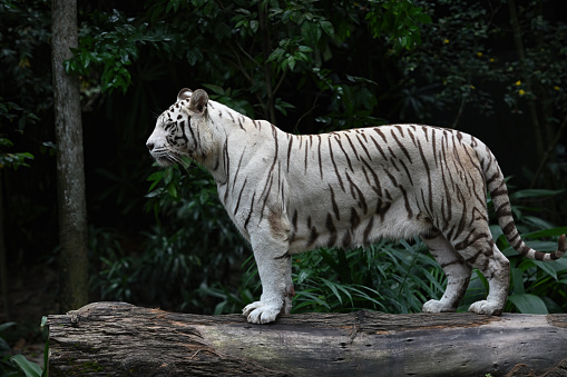 The White Tiger on the ground