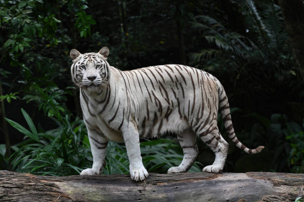 istock White tiger posing in front of camera, selective focus. 1479044253