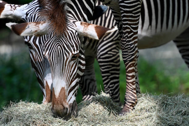 Close up of grevys zebra with beautiful white stripes in the park, seleective focus.