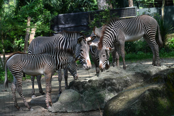 istock Grevys zebra with beautiful white stripes in the park, seleective focus. 1479044373