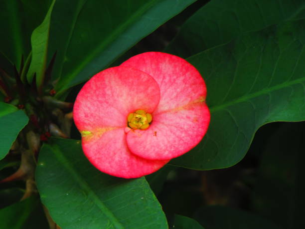 istock pink  flower with green leaves 1479044715