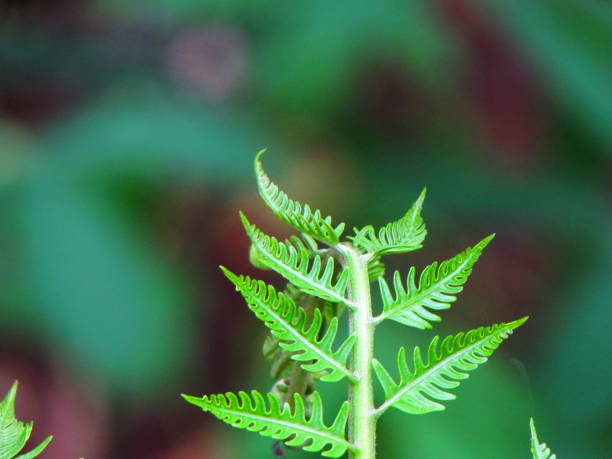 istock green spiral growing wild leaf 1479044771