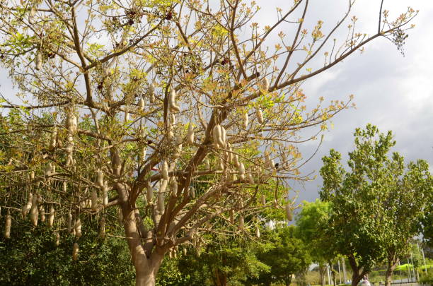 istock Sausage Tree Kigelia pinnata fruits. 1479045893