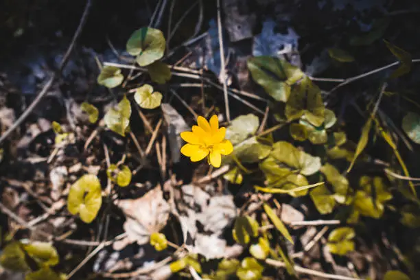 lonely buttercup in nature