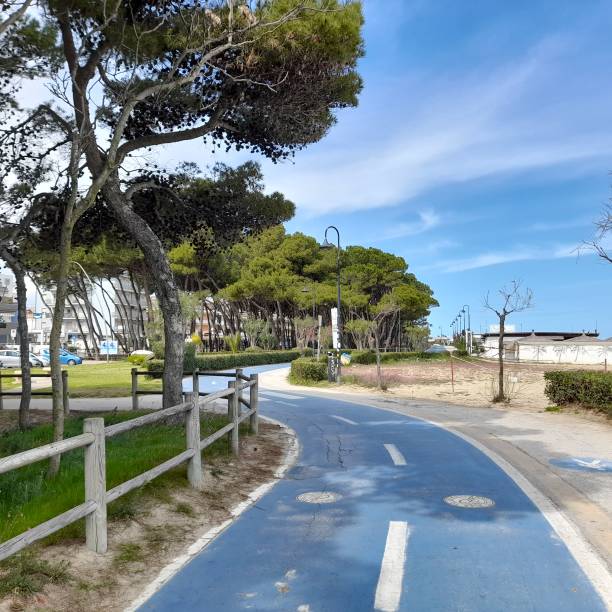 istock The pine forest with the cycle and pedestrian path 1479048854