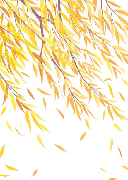 Vector illustration of Autumn Falling Yellow Leaves  of Willow Tree