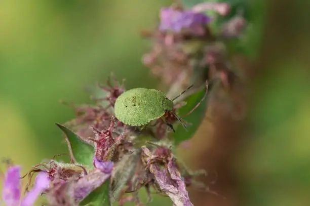 Detailed closeup on a nymph instar of the Green shieldbug, Palomena prasina sitting on vegetation