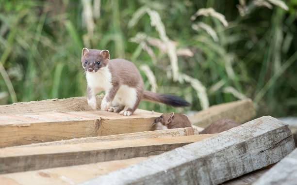 istock Close-up shot of least weasels on cut tree trunks 1479050521