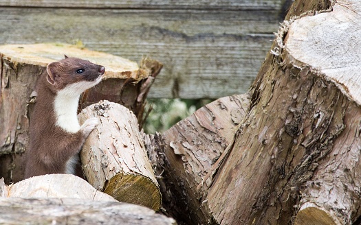 A close-up shot of a least weasel on cut tree trunks