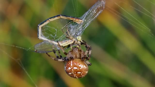 Close-up shot of a four-spotted orb-weaver spider knitting a web on its prey