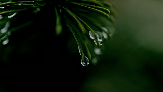 Super slow motion raindrops falling from green fir tree branch