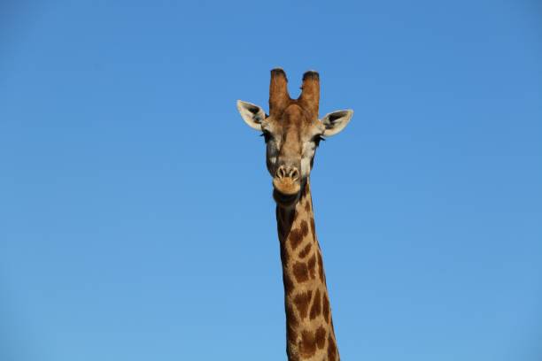 istock Beautiful view of a Giraffe in the blue sky 1479051240