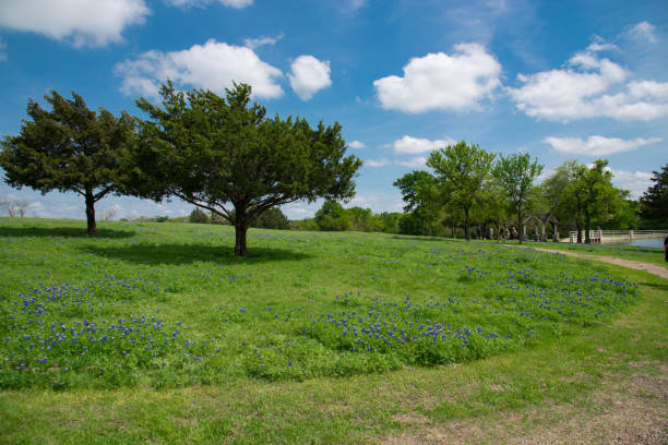Local resident enjoys beautiful display of bluebonnet wildflowers and warm Spring weather at scenic farm near Dallas, Texas, USA stock photo