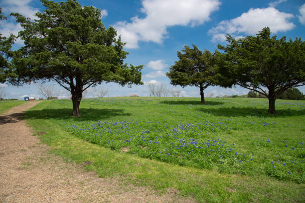 Scenic country gravel road next to blossom bluebonnet wildflowers with mature trees under cloud blue sky near Dallas, Texas, America stock photo