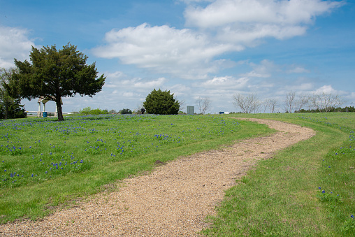 Uphill gravel road leading to horizonal line with cloud blue sky background and blossom bluebonnet wild flowers at farm in Ennis, Texas, America. Blooming state flower of Texas along country road