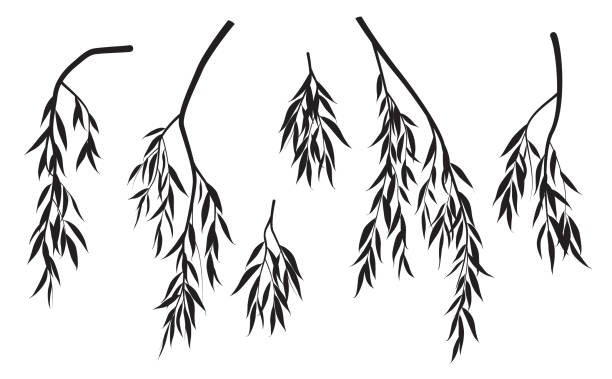 Silhouettes of Weeping Willow Branches with Leaves Set of black silhouettes of tree branches with leaves isolated on white. Vector monochrome foliage weeping willow tree. Deciduous plant element. weeping willow stock illustrations