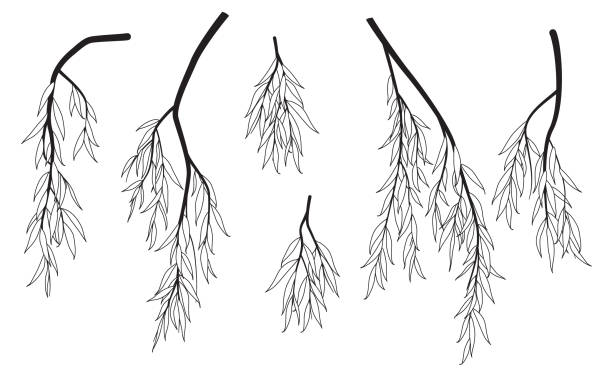 ilustrações de stock, clip art, desenhos animados e ícones de black and white weeping willow branches - willow tree weeping willow tree isolated