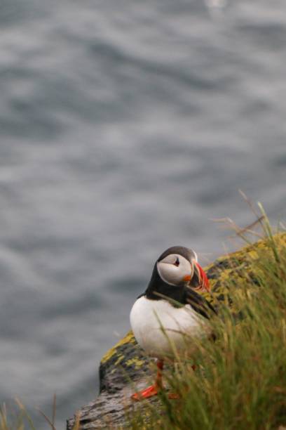 istock Cute Atlantic puffin on grass plants by gray lake dunes, vertical shot 1479052212