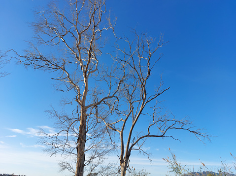 Dry trees in a field with brown soil focused on the blue sky and white clouds in Vera (Almería)