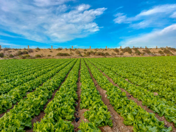 istock sown green field 1479052552