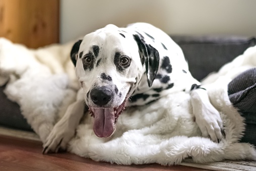 A closeup shot of an adorable big Dalmatian dog lying on a soft blanket