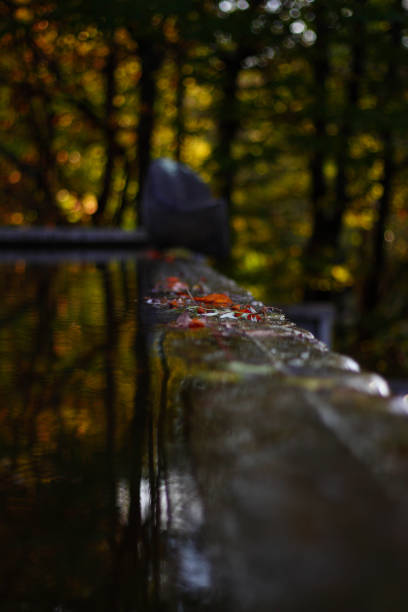 A selective focus of rainwater in the park