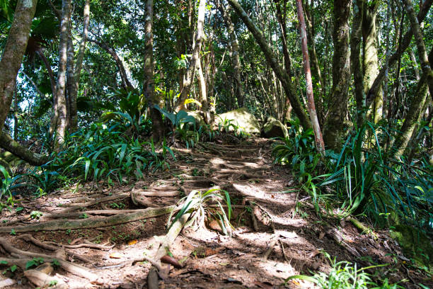 istock Morn blanc nature trail, footpath under tree canopy and roots, Mahe Seychelles 1479053113