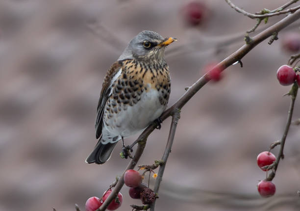 istock Selective focus shot of a fieldfare bird perched on a tree branch 1479053152