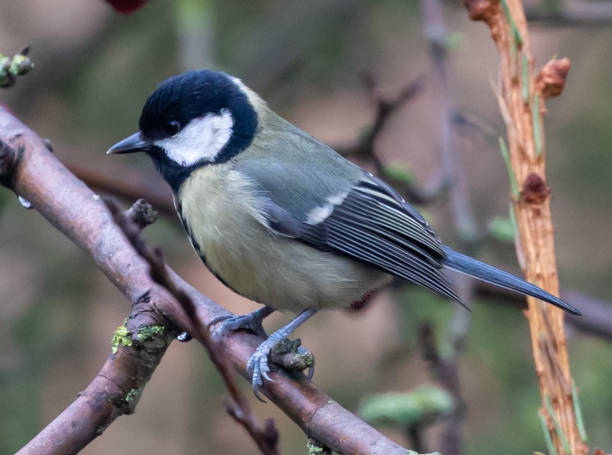 istock Selective focus shot of a great tit perched on a tree branch 1479053182