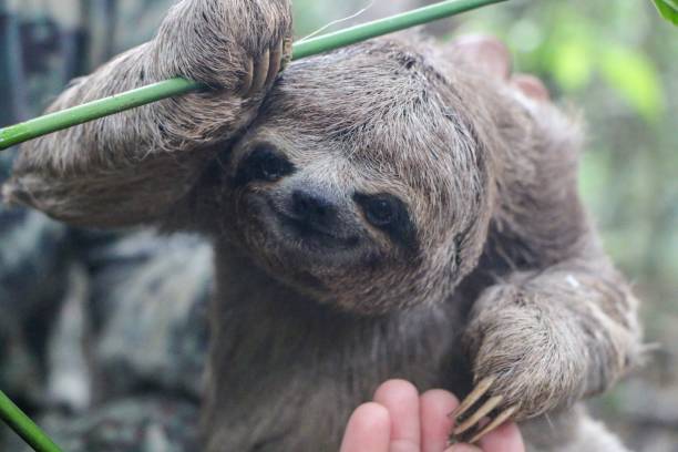 istock Closeup shot of a cute sloth 1479053388