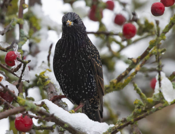 istock Selective focus shot of a starling perched on a snowy tree branch 1479053453