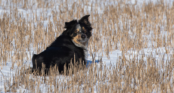 A black Border Collie on a snowy field