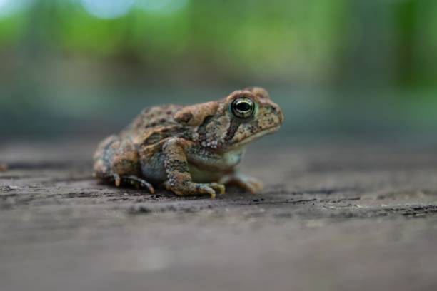 istock Closeup of a Fowler's toad on a rock 1479053486