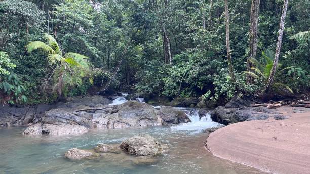 istock River cascade in a dense jungle in Costa Rica 1479055103