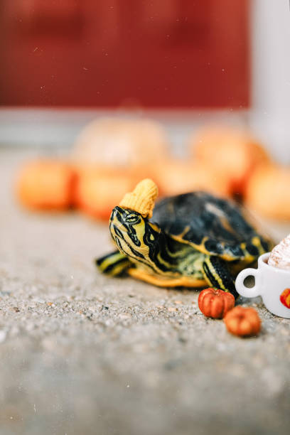 Cute small baby African Sulcata Tortoise in front of white background, African spurred tortoise isolated white background studio lighting,Cute animal